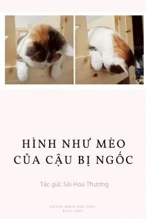 Hình Như Mèo Của Cậu Bị Ngốc